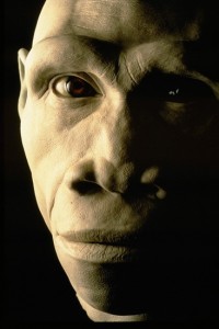Homo erectus